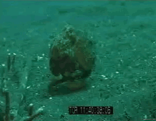 什么动物早上八条腿晚上四条腿，什么动物早上八条腿晚上四条腿脑筋急转弯（看完章鱼两条腿跑路的样子）