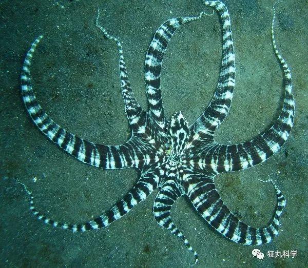 什么动物早上八条腿晚上四条腿，什么动物早上八条腿晚上四条腿脑筋急转弯（看完章鱼两条腿跑路的样子）