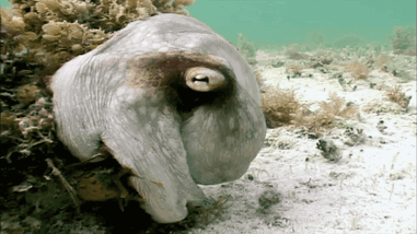 什么动物早上八条腿晚上四条腿，什么动物早上八条腿晚上四条腿脑筋急转弯（看完章鱼两条腿跑路的样子）