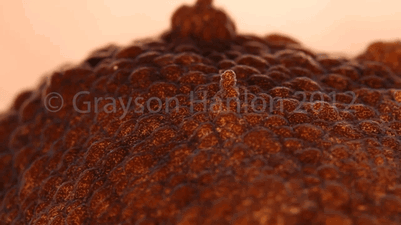 什么动物早上八条腿晚上四条腿，什么动物早上八条腿晚上四条腿脑筋急转弯（看完章鱼两条腿跑路的样子）