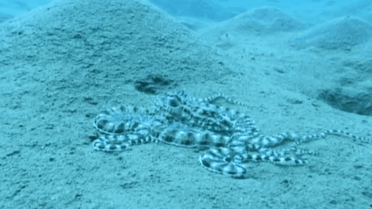 什么动物早上八条腿晚上四条腿，什么动物早上八条腿晚上四条腿脑筋急转弯（看完章鱼两条腿跑路的样子）