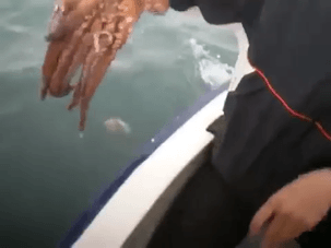 什么动物早上八条腿晚上四条腿，什么动物早上八条腿晚上四条腿脑筋急转弯（看完章鱼两条腿跑路的样子）