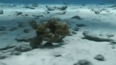 什么动物早上八条腿晚上四条腿，什么动物早上八条腿晚上四条腿脑筋急转弯（看完章鱼两条腿跑路的样子）