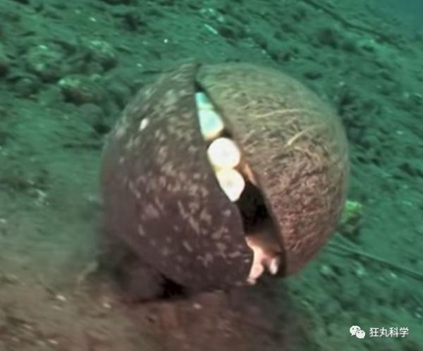 什么动物早上八条腿晚上四条腿，什么动物早上八条腿晚上四条腿脑筋急转弯（看完章鱼两条腿跑路的样子）