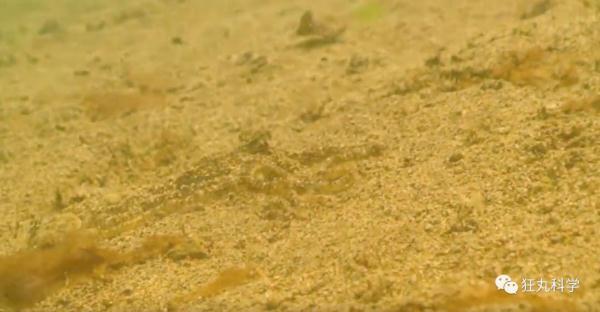 什么动物早上八条腿晚上四条腿，什么动物早上八条腿晚上四条腿脑筋急转弯（看完章鱼两条腿跑路的样子）