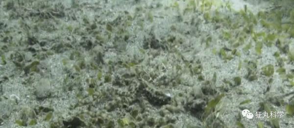 什么动物早上八条腿晚上四条腿，什么动物早上八条腿晚上四条腿脑筋急转弯（看完章鱼两条腿跑路的样子）