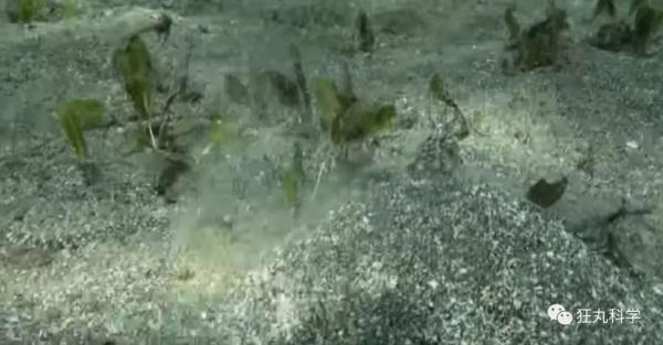 什么动物早上八条腿晚上四条腿，什么动物早上八条腿晚上四条腿脑筋急转弯（看完章鱼两条腿跑路的样子）