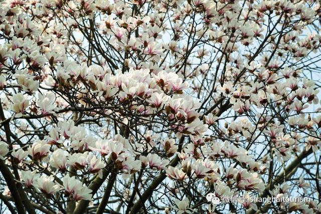 玉兰花什么时候开，玉兰花一年开几次花（茉莉花在什么时候开花）