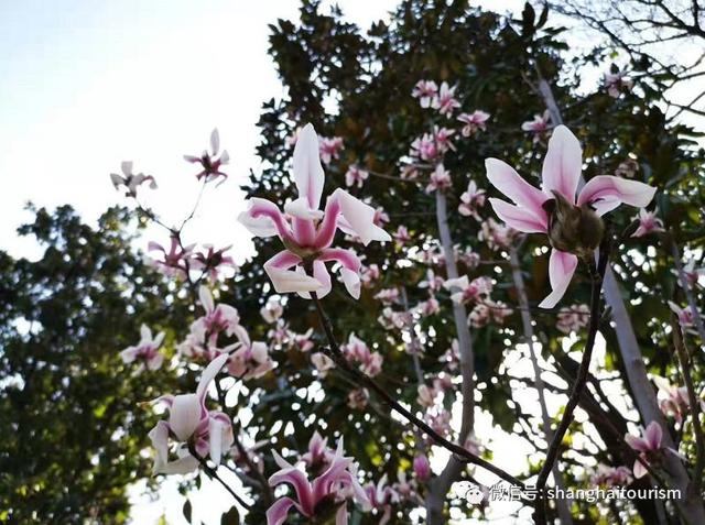 玉兰花什么时候开，玉兰花一年开几次花（茉莉花在什么时候开花）