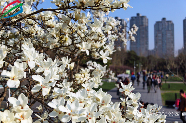 玉兰花什么时候开，玉兰花一年开几次花（茉莉花在什么时候开花）