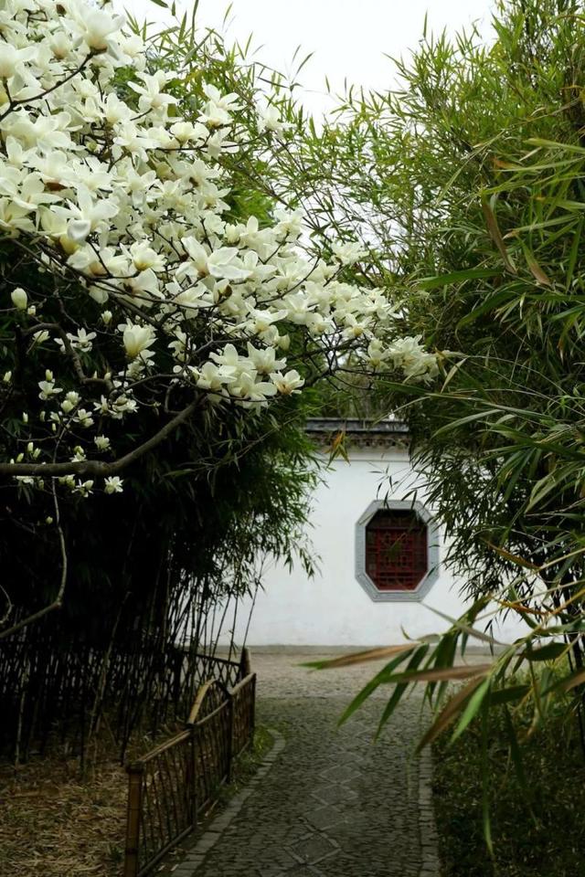 玉兰花什么时候开，玉兰花一年开几次花（茉莉花在什么时候开花）