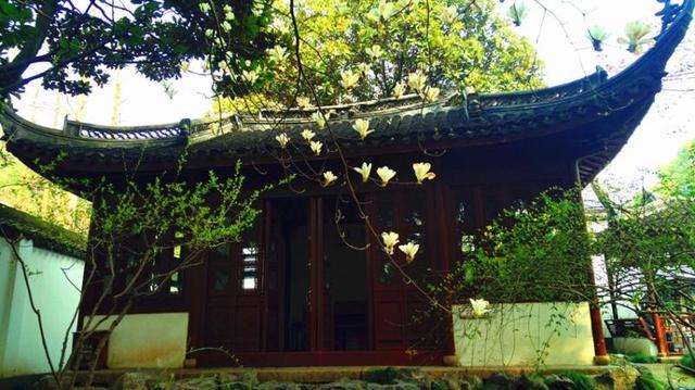 玉兰花什么时候开，玉兰花一年开几次花（茉莉花在什么时候开花）