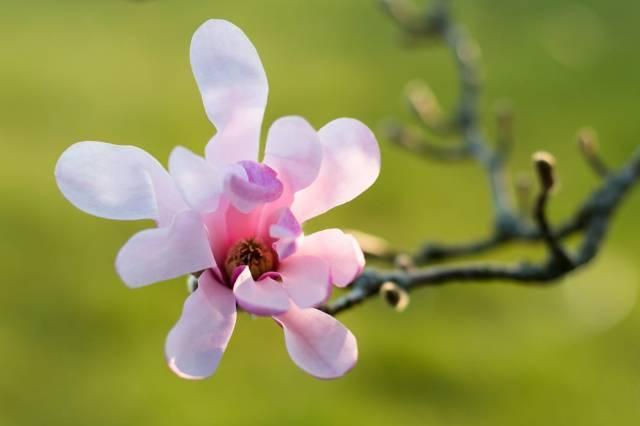 玉兰花什么时候开，玉兰花一年开几次花（茉莉花在什么时候开花）