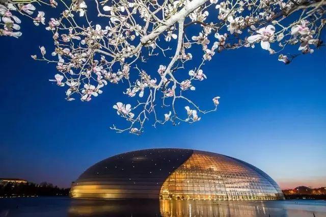 玉兰花什么时候开，玉兰花一年开几次花（茉莉花在什么时候开花）