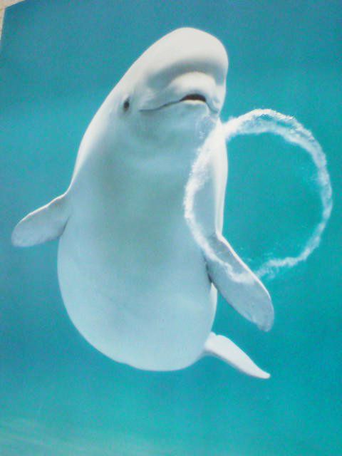 常年生活在水中的海豚,无聊的抗拒时候最喜欢的娱乐方式就是吐泡泡.