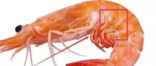 哪些时令海鲜最好，威海老渔民总结的海鲜月历