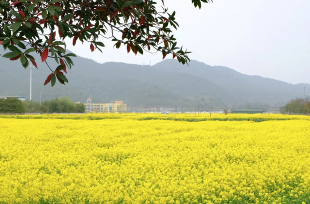 油菜花说下吧下吧我要干什么（去杭州花海踏青吧）