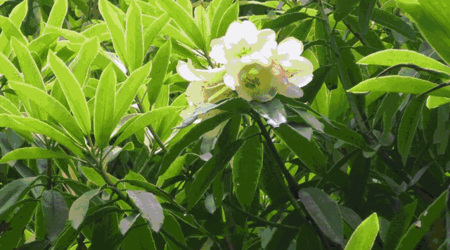 杜鹃花的花语是什么意思呢，杜鹃花要开了......