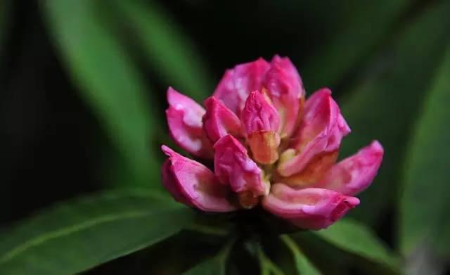 杜鹃花的花语是什么意思呢，杜鹃花要开了......