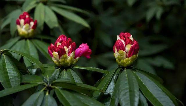 杜鹃花的花语是什么意思呢，杜鹃花要开了......
