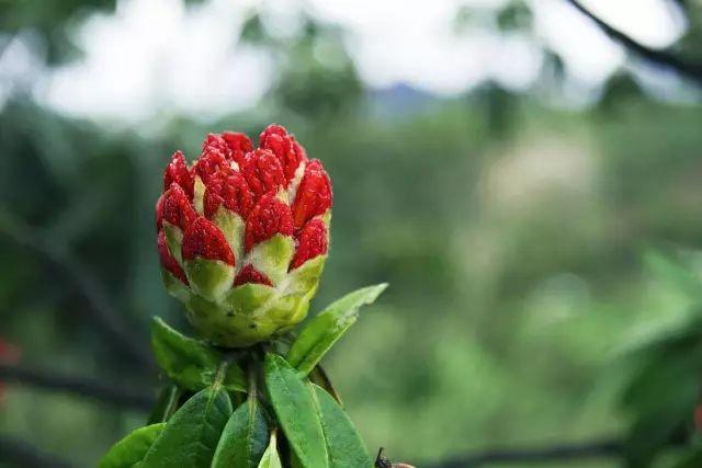 杜鹃花的花语是什么意思呢，杜鹃花要开了......