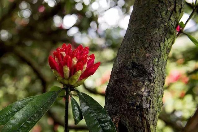 杜鹃花的花语是什么意思呢，杜鹃花要开了......