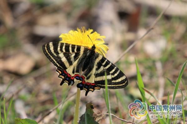 中华虎凤蝶，常州茅山地区发现20多只“国宝”中华虎凤蝶