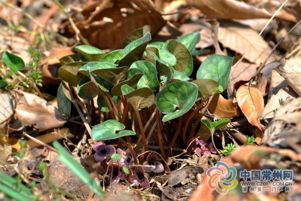 中华虎凤蝶，常州茅山地区发现20多只“国宝”中华虎凤蝶