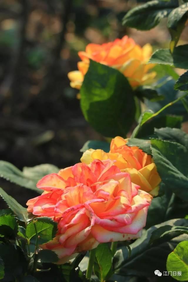 江门十大旅游景点，江门一日游（江门7个踏青好去处）