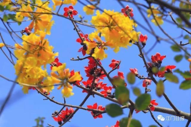 江门十大旅游景点，江门一日游（江门7个踏青好去处）