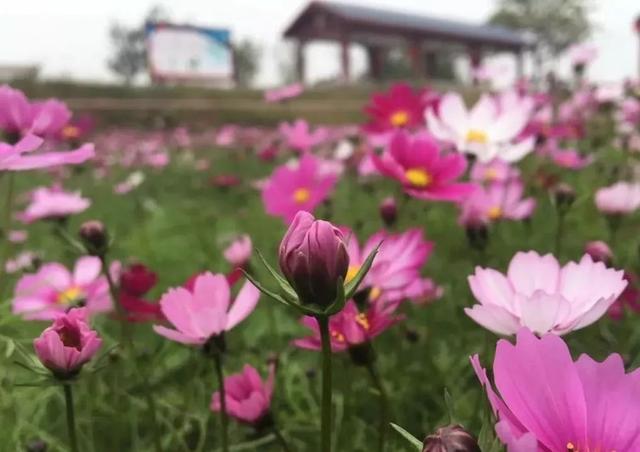 江门十大旅游景点，江门一日游（江门7个踏青好去处）