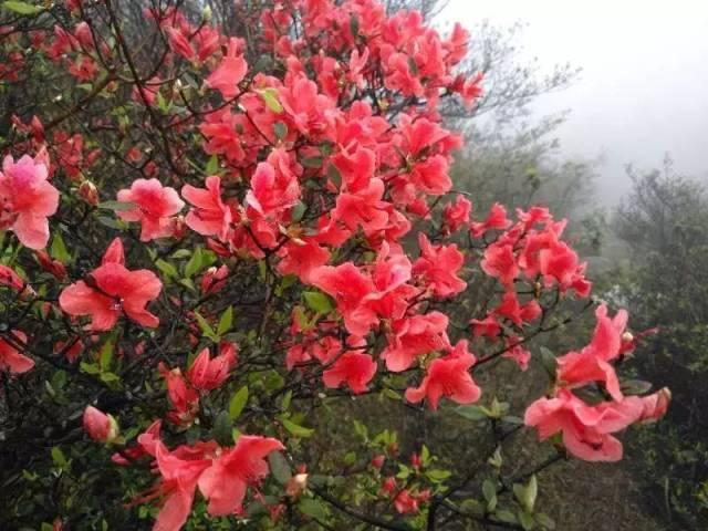 江门十大旅游景点，江门一日游（江门7个踏青好去处）