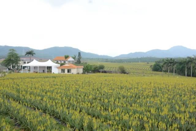 江门十大旅游景点，江门一日游（江门7个踏青好去处）