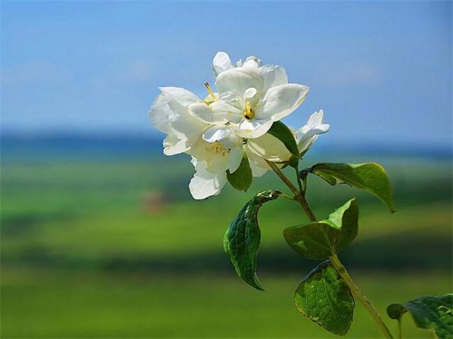 赏花的经典短句，赏花经典短句（赏花发朋友圈怎么配文）