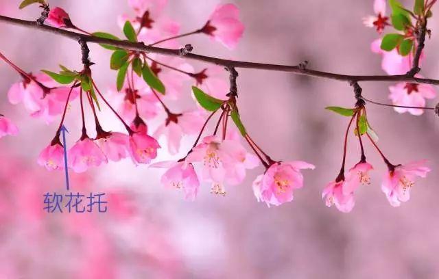 梅花长什么样子，梅花长什么样子呢（梅花樱花桃花杏花梨花李花）