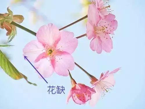 梅花长什么样子，梅花长什么样子呢（梅花樱花桃花杏花梨花李花）