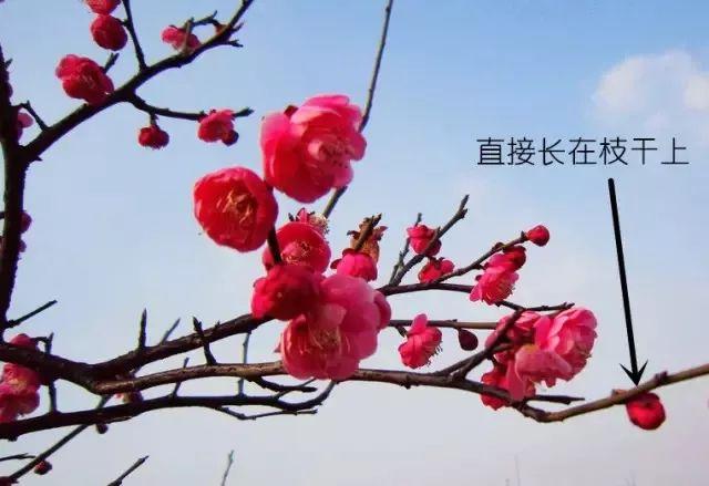 梅花长什么样子，梅花长什么样子呢（梅花樱花桃花杏花梨花李花）