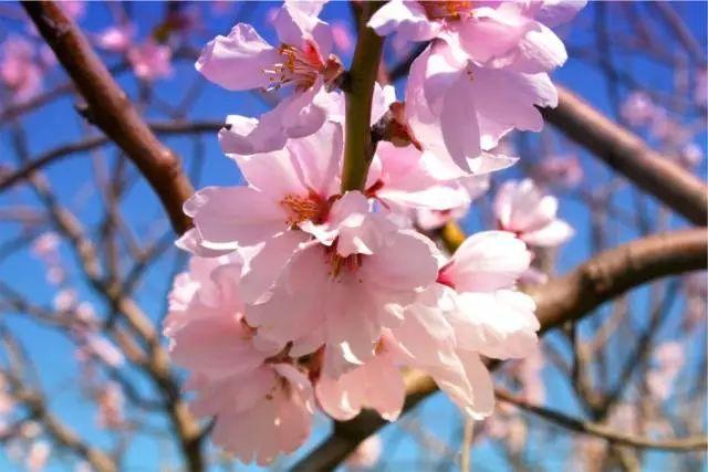 梅花长什么样子，梅花长什么样子呢（梅花樱花桃花杏花梨花李花）