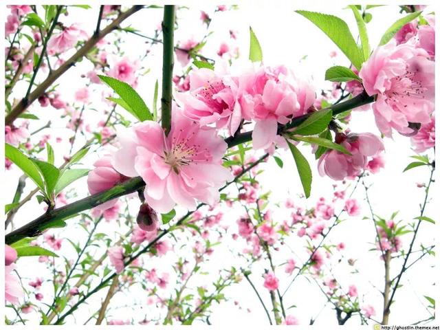 梅花长什么样子，梅花长什么样子呢（梅花樱花桃花杏花梨花李花）