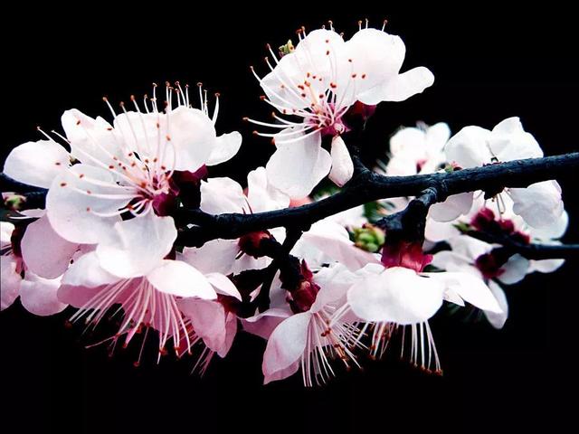 梅花长什么样子，梅花长什么样子呢（梅花樱花桃花杏花梨花李花）