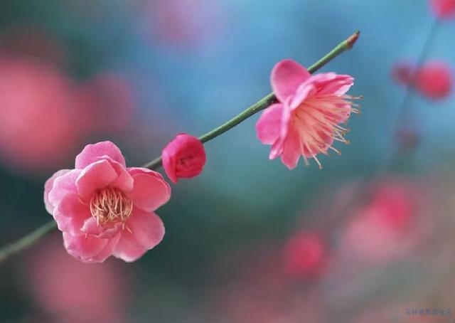 梅花長什麼樣子,梅花長什麼樣子呢(梅花櫻花桃花杏花梨花李花)