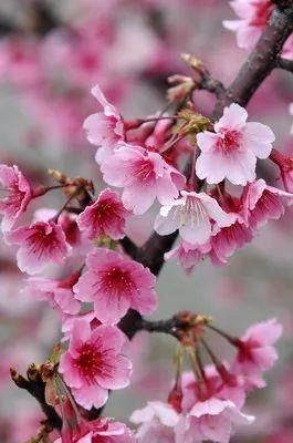 梅花長什麼樣子,梅花長什麼樣子呢(梅花櫻花桃花杏花梨花李花)