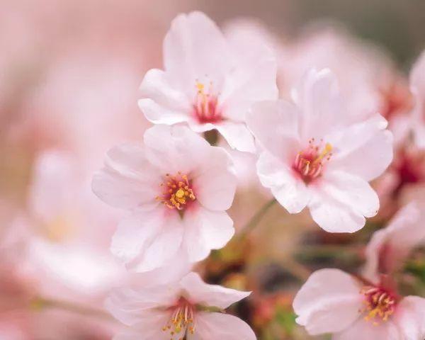 梅花长什么样子，梅花长什么样子呢（梅花樱花桃花杏花梨花李花）