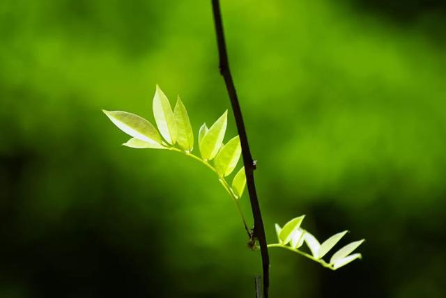 春分三候及习俗，今日，春分