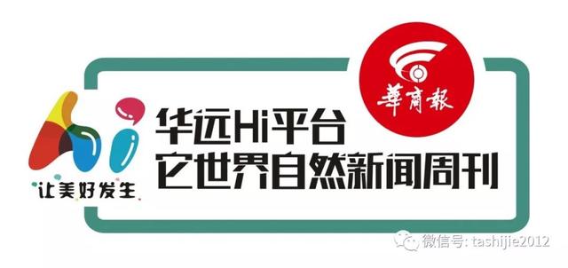 独角仙幼虫怎么养，独角仙幼虫怎么养新手（成长记-独角仙饲养知识）