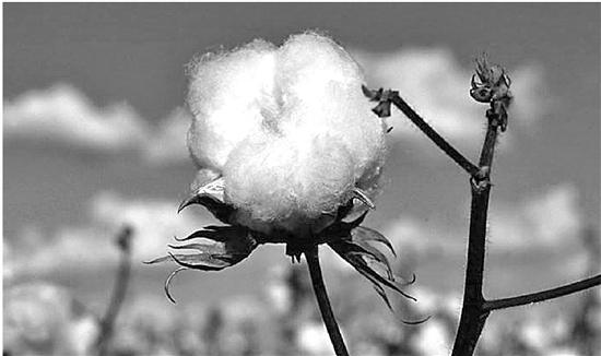 海岛棉是什么，海岛棉是什么样的（这么多大牌抢着用它做衬衫棉花中的极品海岛棉美的基因在哪）