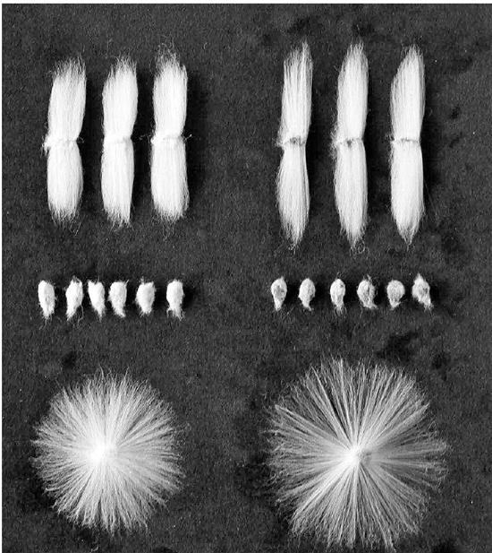 海岛棉是什么，海岛棉是什么样的（这么多大牌抢着用它做衬衫棉花中的极品海岛棉美的基因在哪）