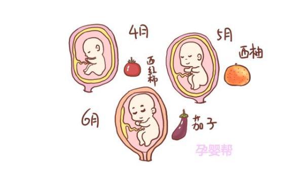 怀孕两个月宝宝是什么样子图片，胎儿2个月是什么样子（每个月的胎儿，都像什么水果）