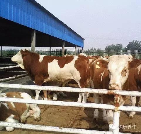 养牛新手买什么牛，快乐养牛带你一起去买好牛