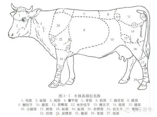 养牛新手买什么牛，快乐养牛带你一起去买好牛